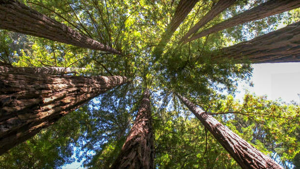 How Our Tree Care Process Works  in  West Columbia, SC